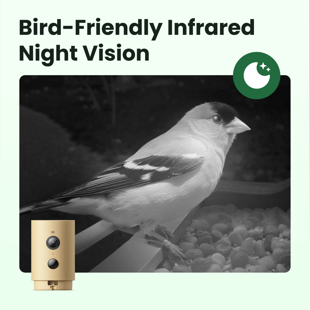 Mangeoire Oiseaux Connectée Bois Caméra