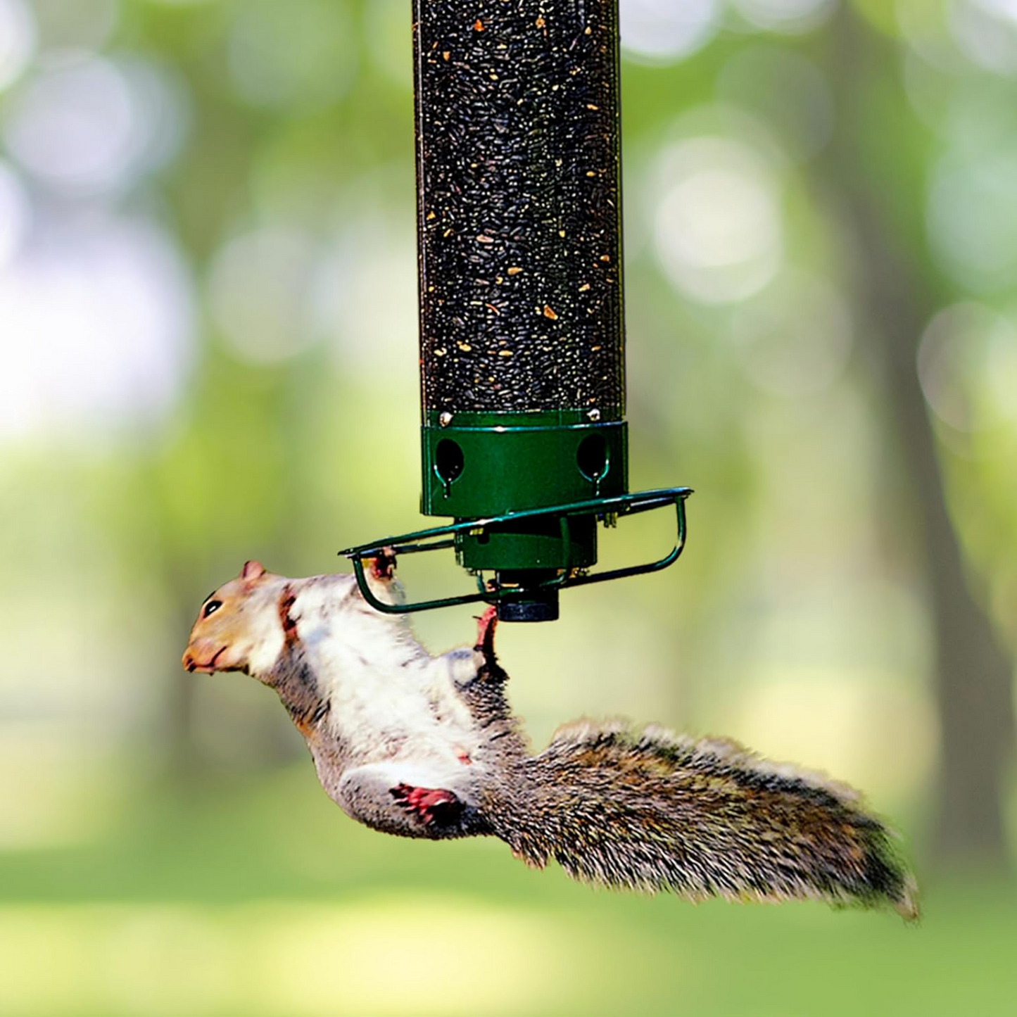Mangeoire Oiseaux Anti-Écureuil Rotative
