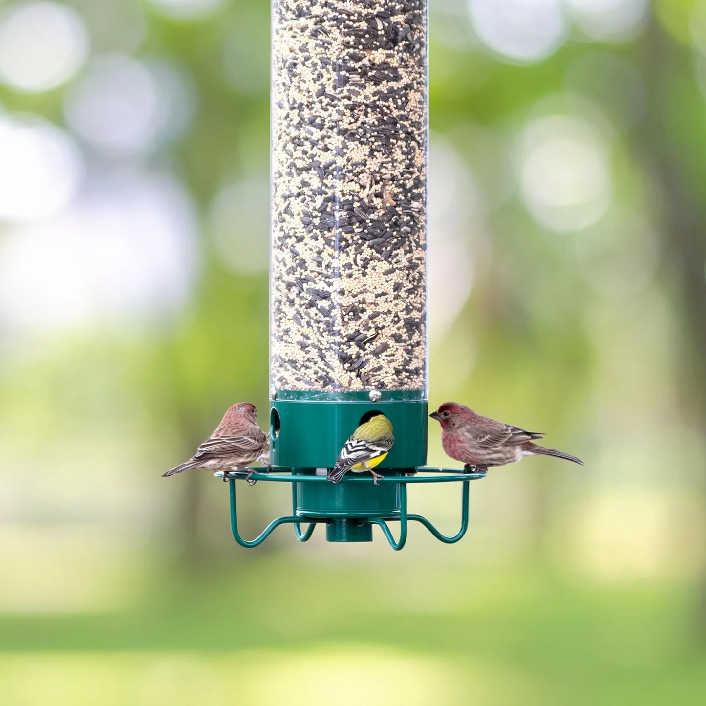 Mangeoire Oiseaux Anti-Écureuil Rotative